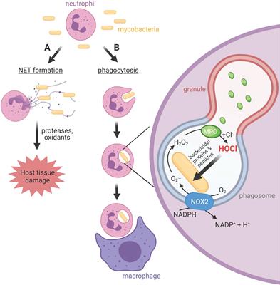 Antimicrobial Activity of Neutrophils Against Mycobacteria